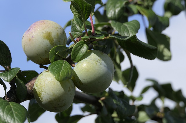 Obsthof Cordes - Fruchtfoto Grüne Reneclaude